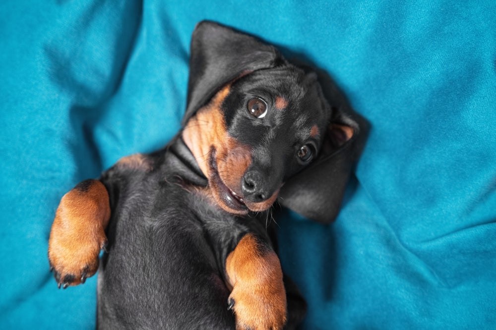 Saber exatamente onde fazer carinho no cachorro faz toda a diferença!