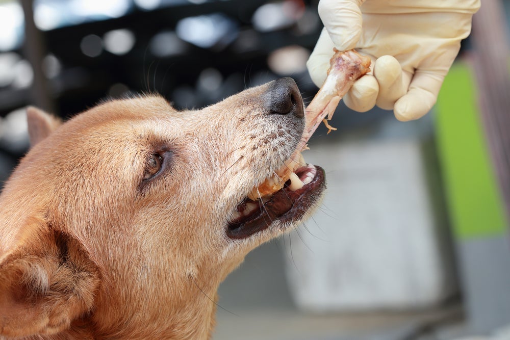 Dar pé de galinha cru para cachorro não é indicado