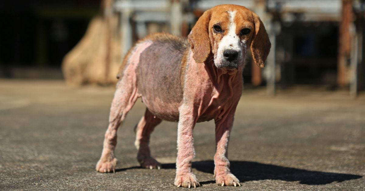 Peladeira de cachorro é outro nome dado para a sarna canina