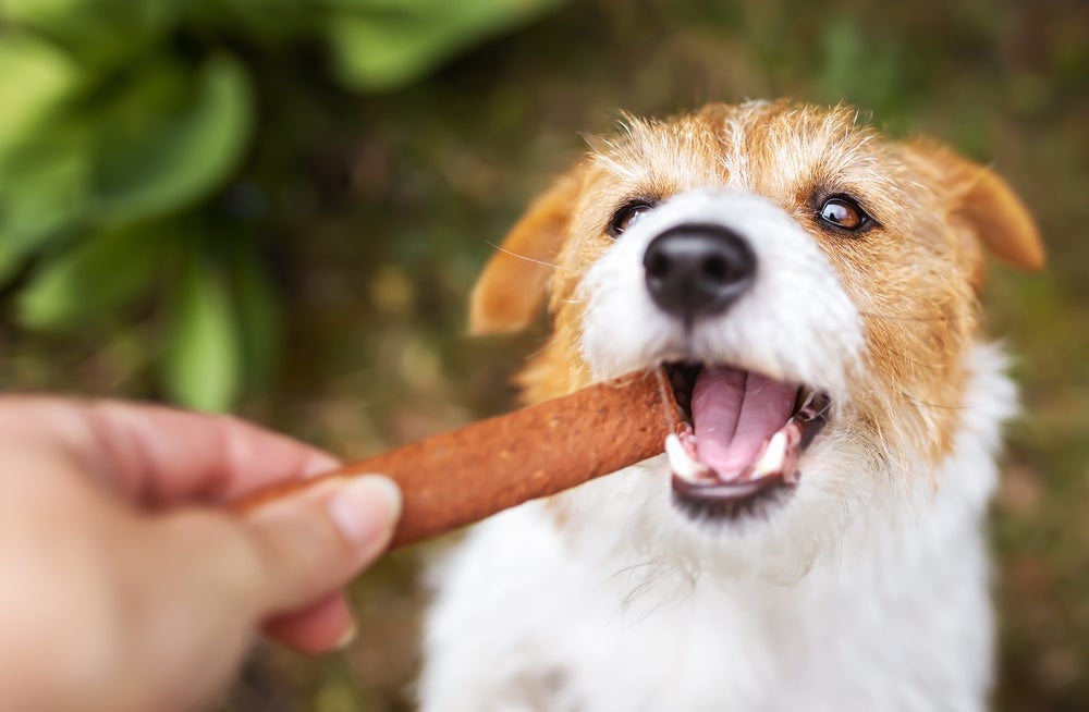 Tipos de petisco para cachorro: veja em infográfico como escolher o snack perfeito pro seu pet