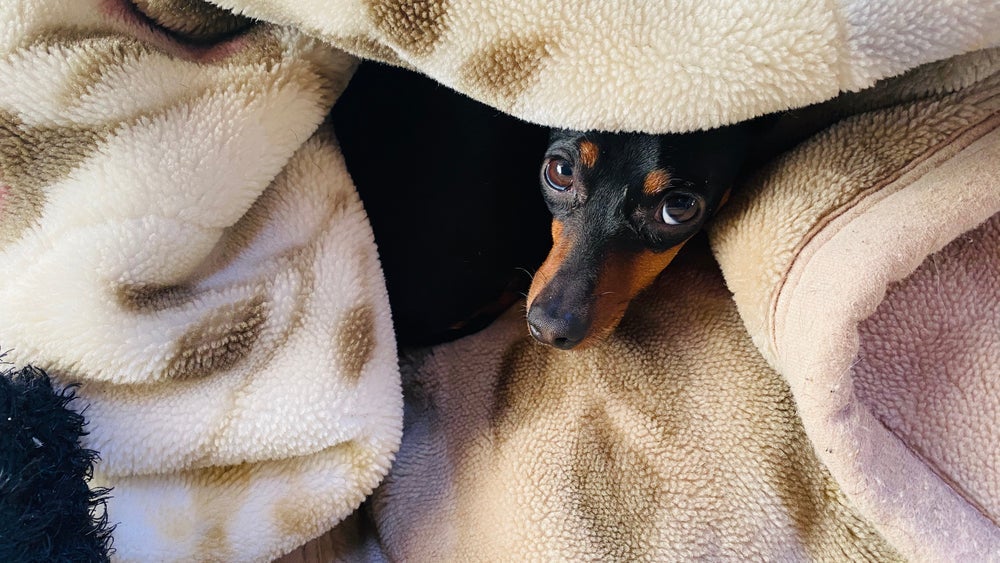 Mini cachorros sentem mais frio e precisam de mais cuidados