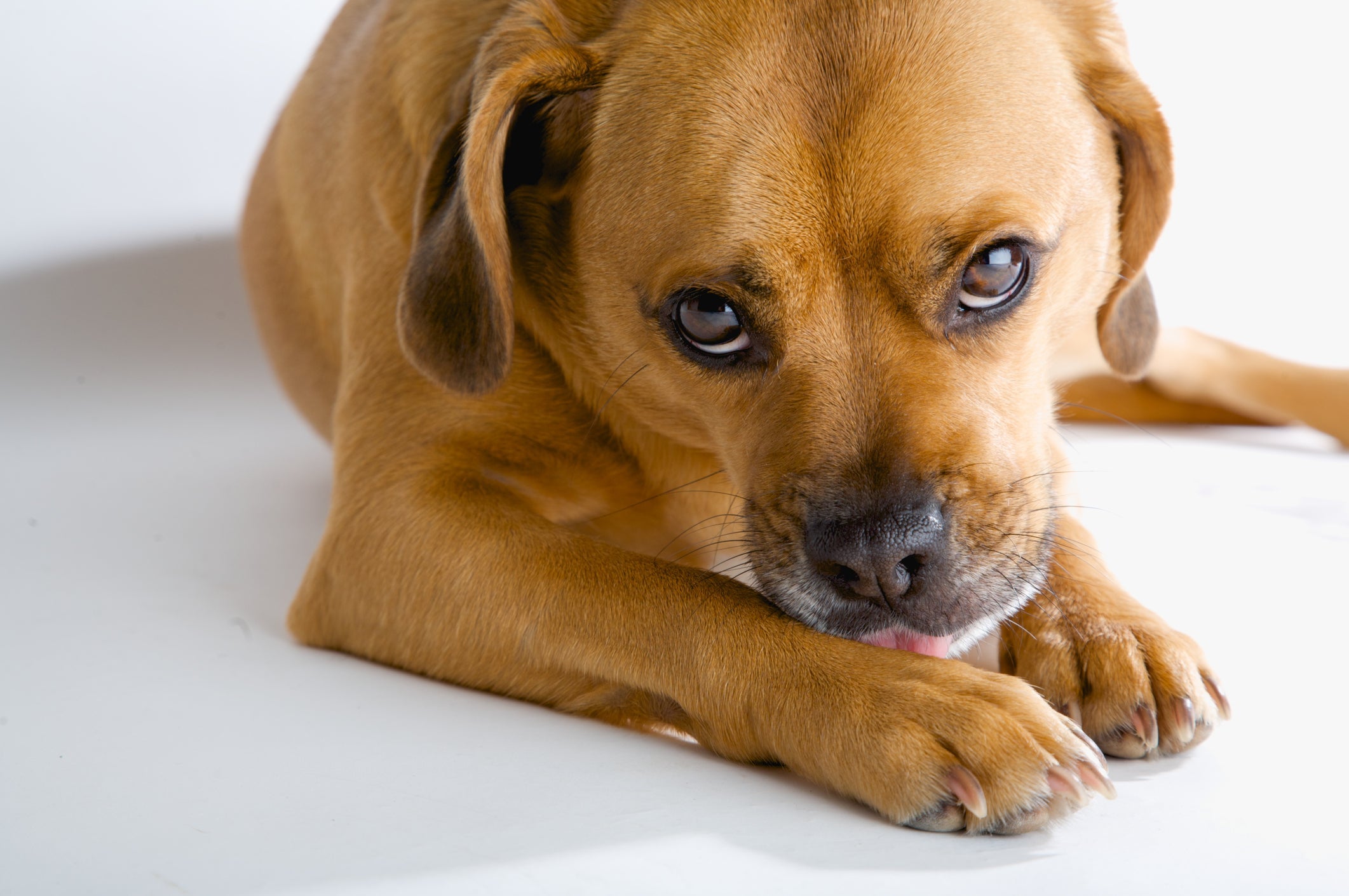 A pododermatite em cachorro pode provocar queda de pelos nas patas