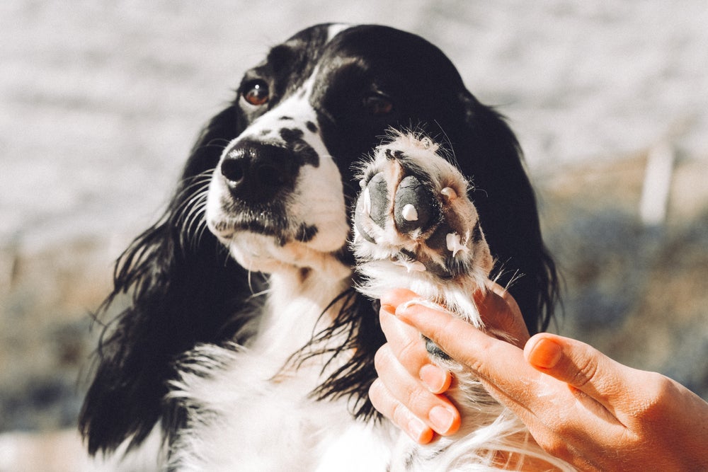 A pododermatite em cachorro pode fazer o pet lamber as patas com frequência