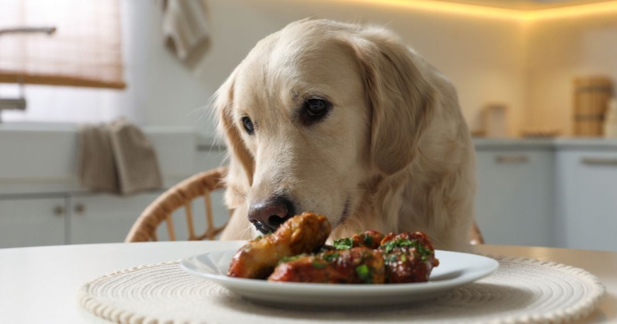 Veja a lista de alimentos ricos em proteína para cachorro (com infográfico)