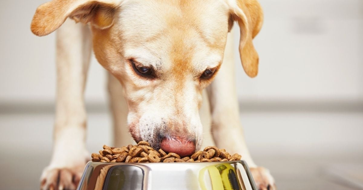 Ração com proteína para cachorro ajuda na força muscular e na imunidade