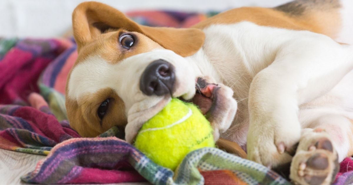 Cachorro bagunceiro: além do Beagle, o Pastor Alemão também apronta poucas e boas 
