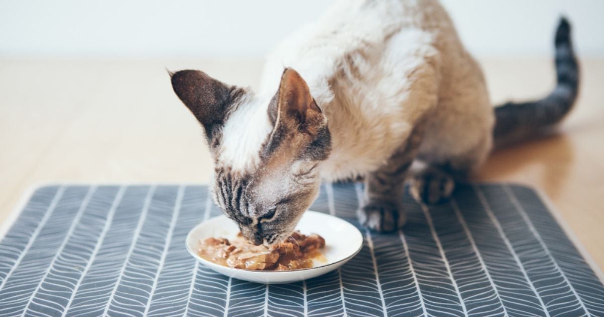 Sachê para gato renal deve ter quantidade adequada de fósforo