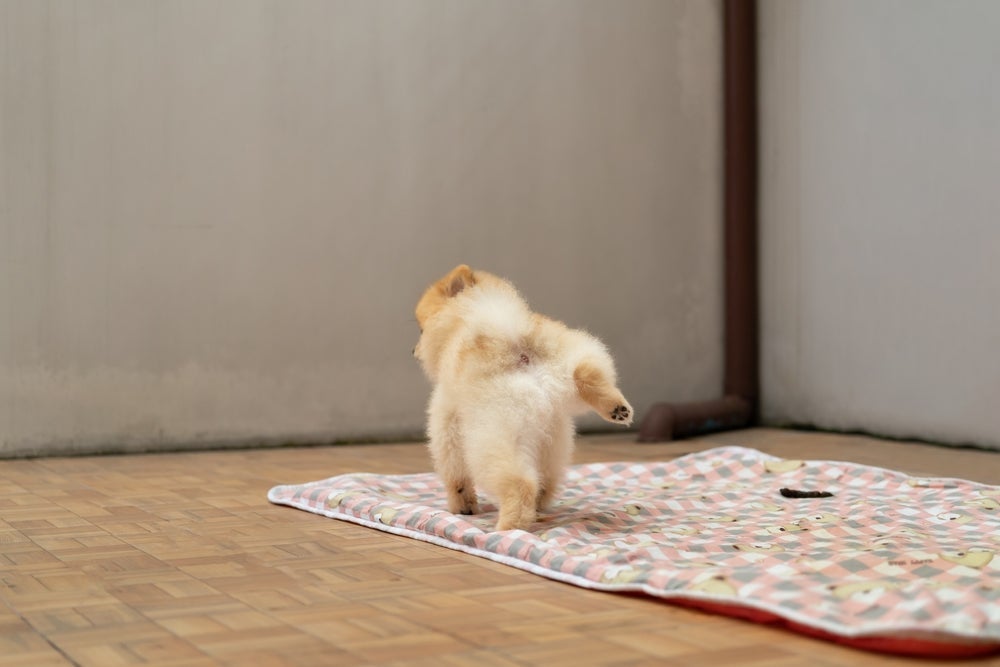 O tapete lavável para cachorro precisa ser higienizado à mão ou na máquina