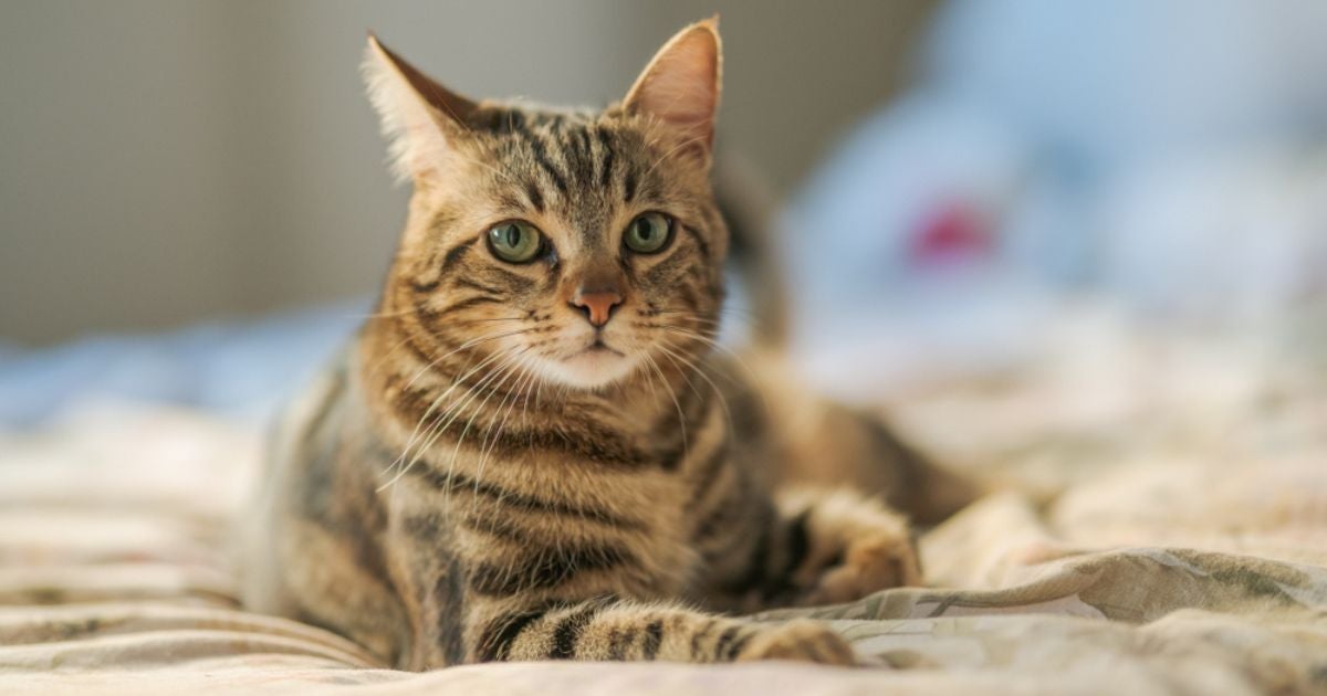 Teste de FIV e FeLV: rápido ou PCR? Entenda a eficácia desses exames. 