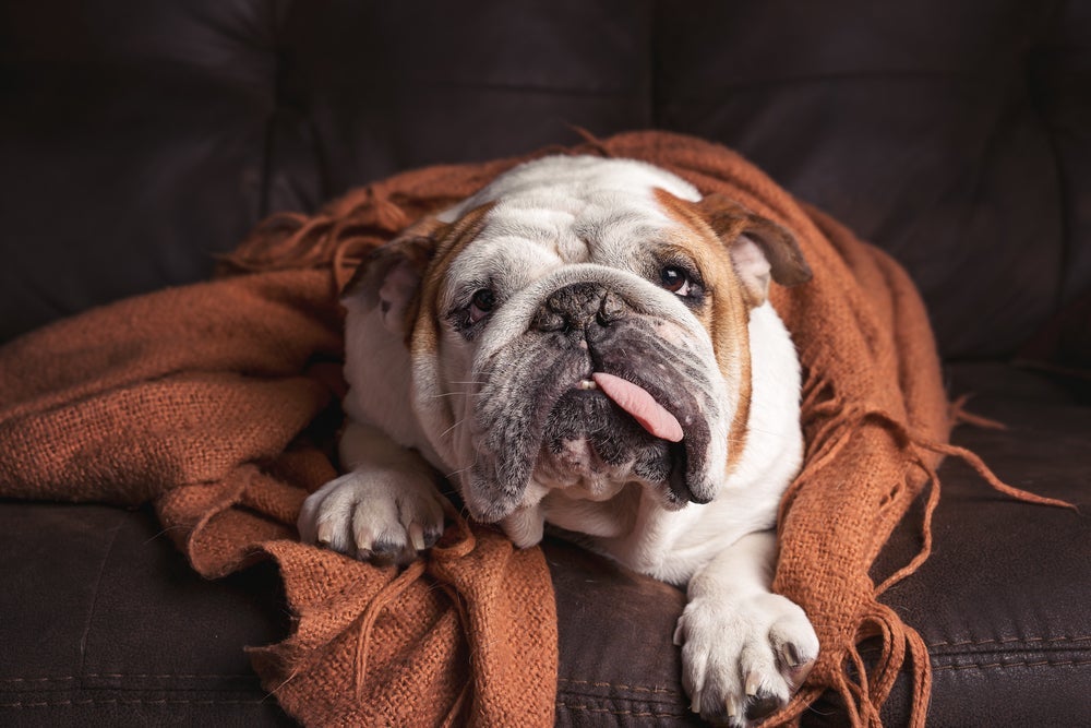 A traqueobronquite infecciosa canina requer cuidados especiais