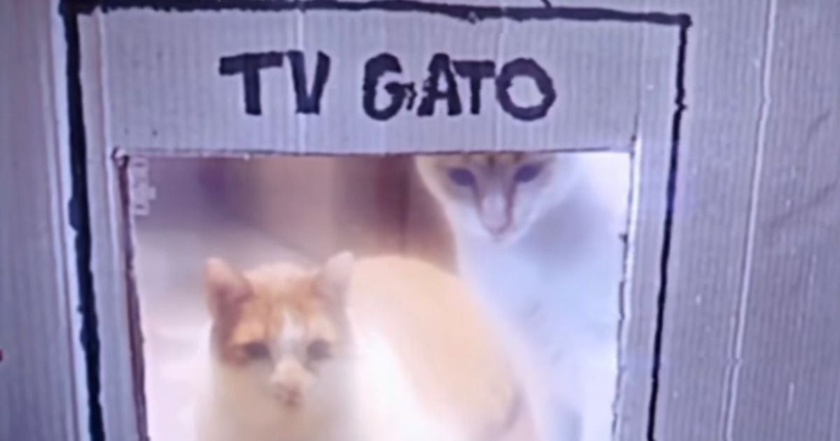 TV Gato: influencer dá dicas de adoção e adaptação entre pets