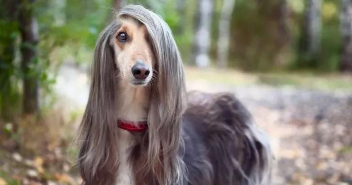 O Afghan Hound - ou Galgo Afegão - é uma raça que pode te surpreender. Veja algumas características marcantes do cão!