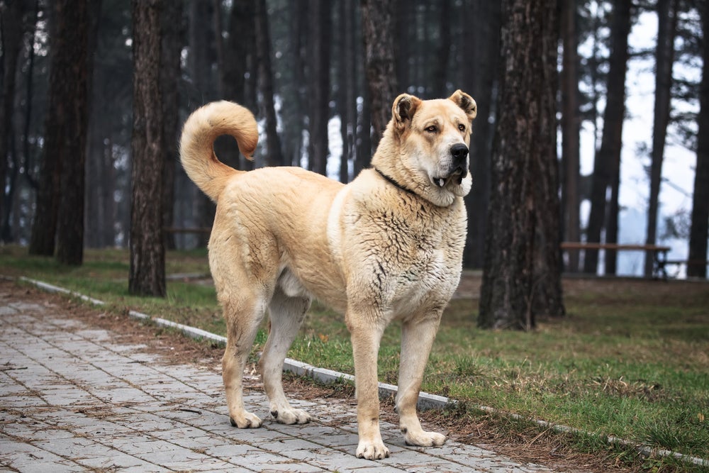 O Alabai, também chamado Pastor-da-ásia-central, é um cachorro gigante muito usado para guarda