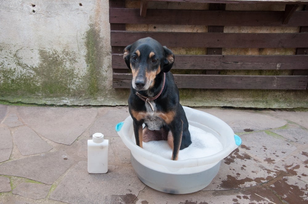 Banho em cachorro com sarna é parte importante do tratamento