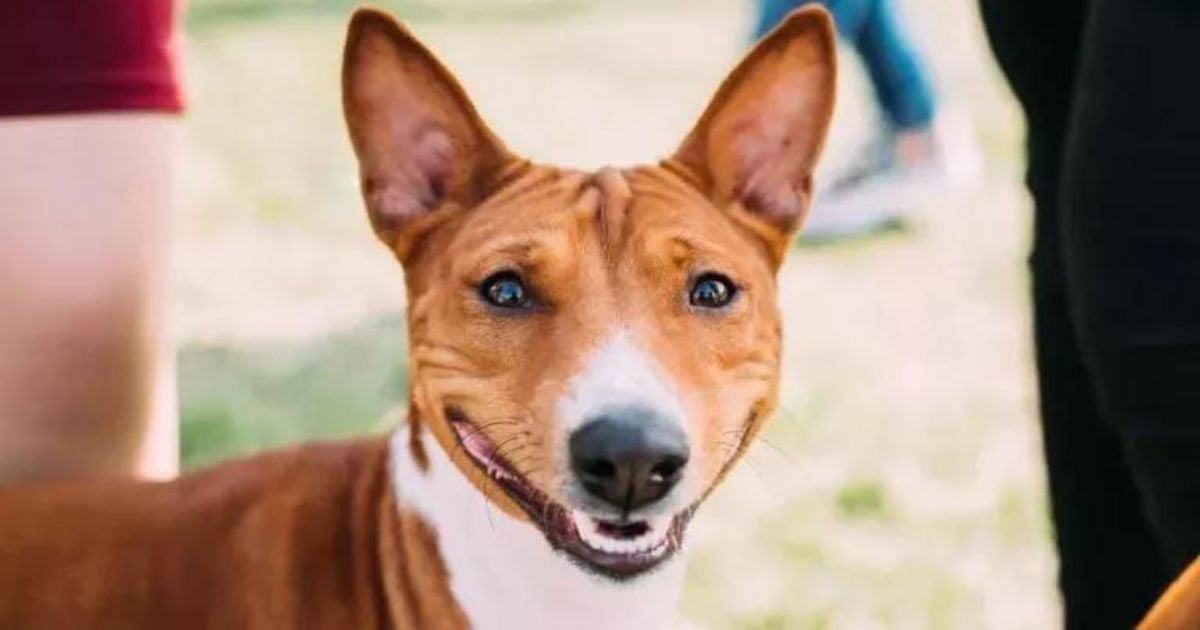 Basenji: você vai se apaixonar por essa raça de cachorro sorridente!