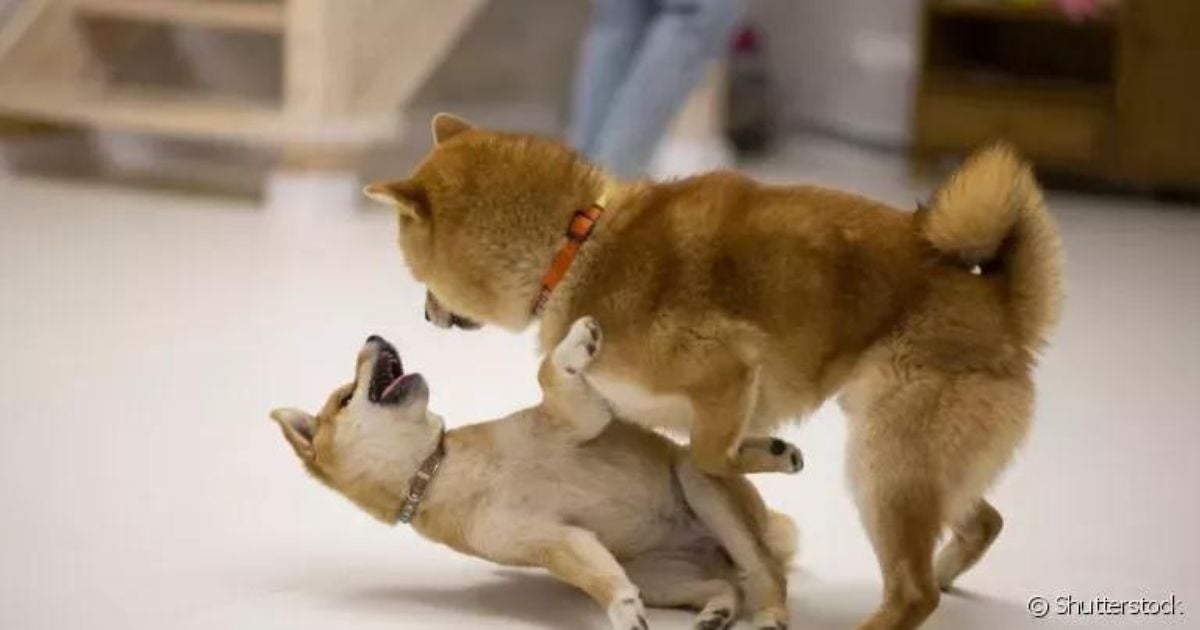 O cachorro brigando pode precisar de ajuda de um adestrador em alguns casos