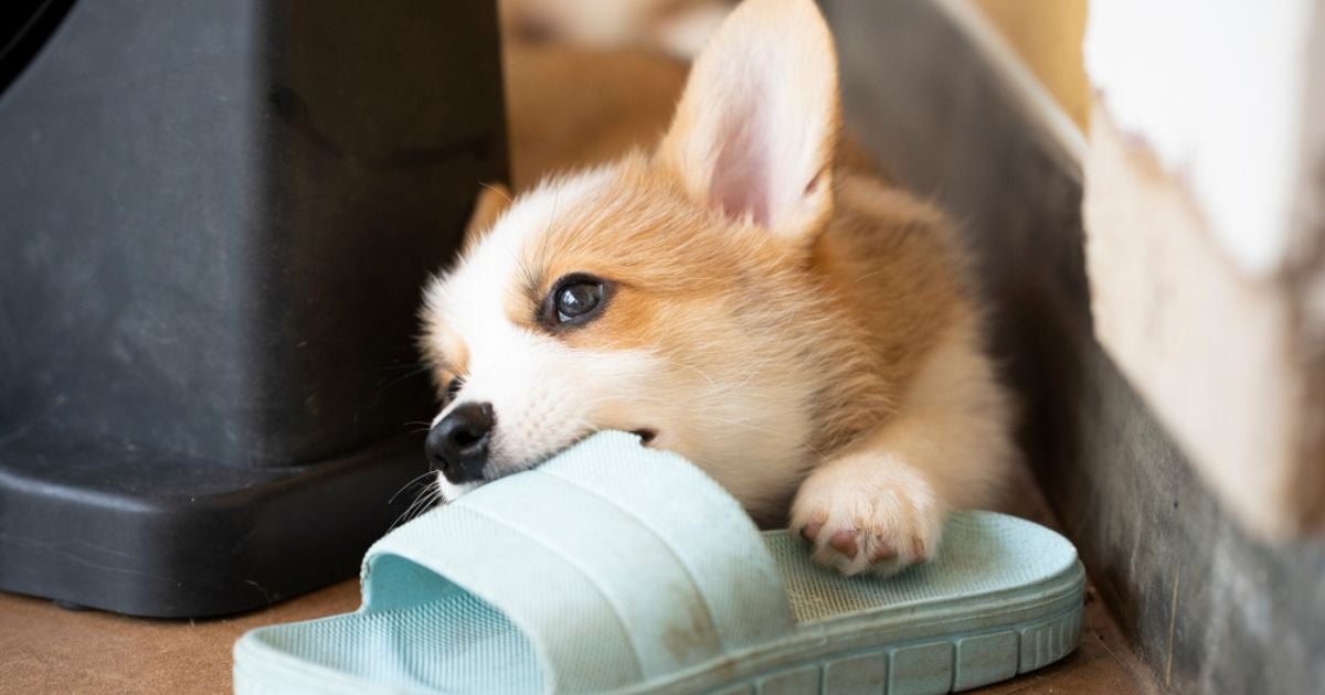 Viu seu cachorro comendo chinelo? Saiba como lidar com a situação