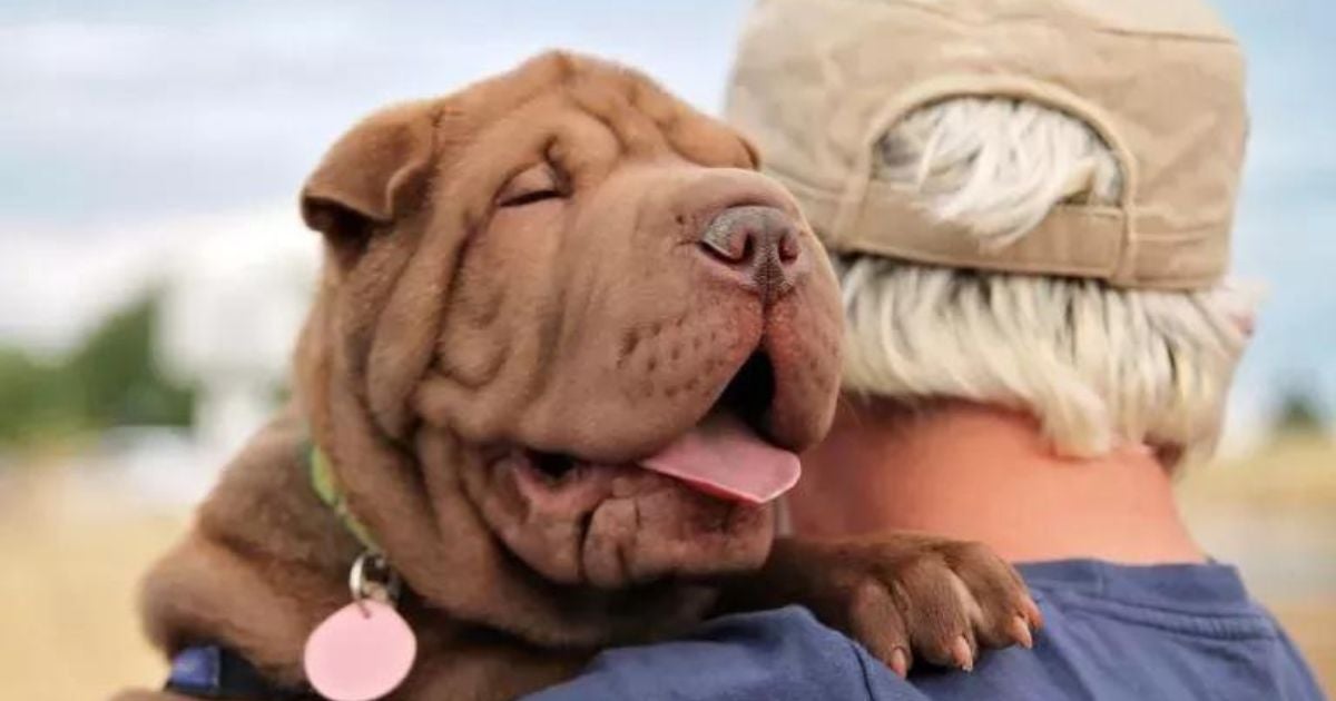 SharPei: conheça mais sobre o cachorro da língua azul