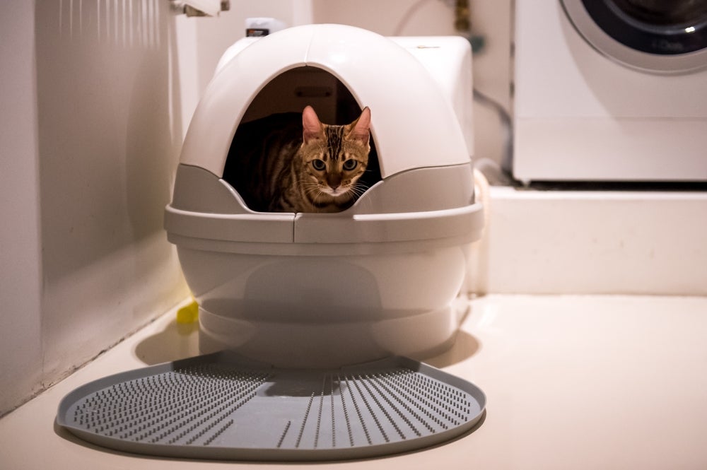 Será que a caixa de areia para gatos autolimpante é um bom investimento? 
