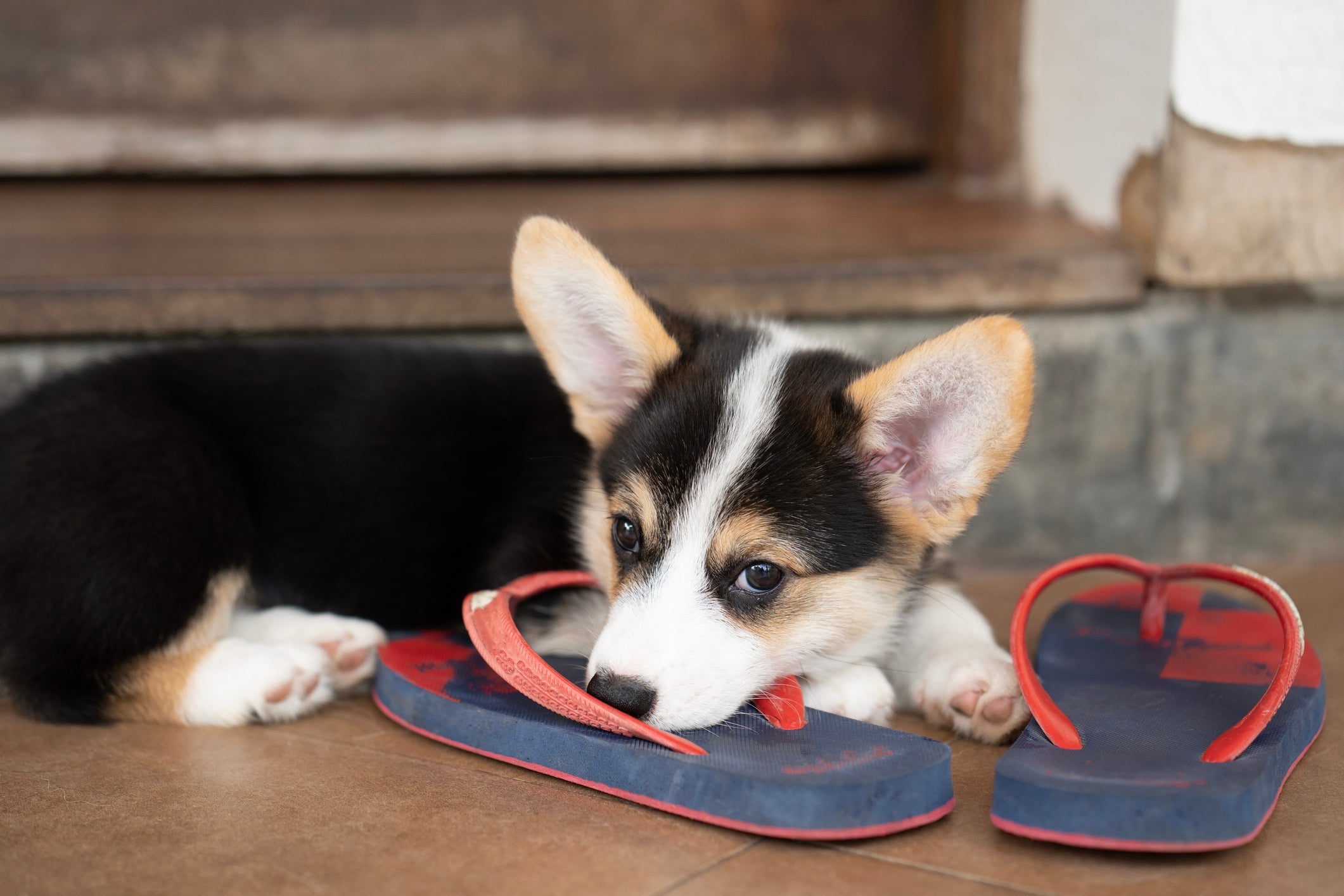 Comportamento canino: entenda por que o cachorro deita em cima do seu chinelo