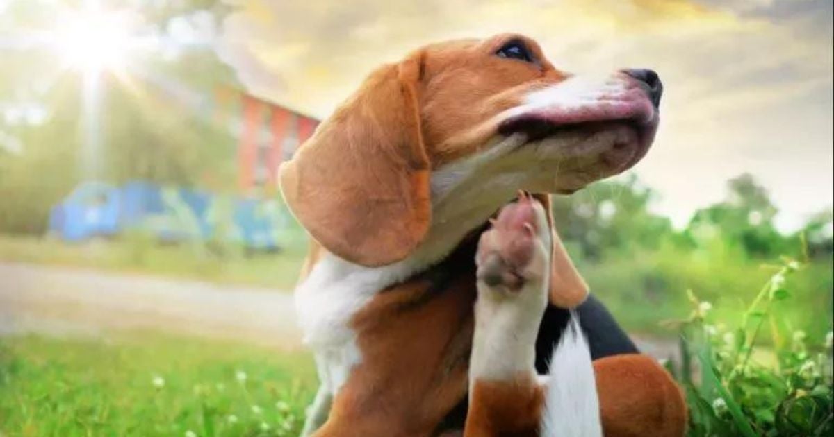 Coceira em cachorro: conheça os motivos que podem levar seu bichinho a se coçar