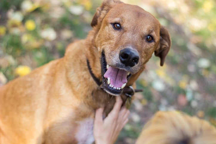 Cores de cachorro vira-lata: veja infográfico com os tons de pelagem mais comuns