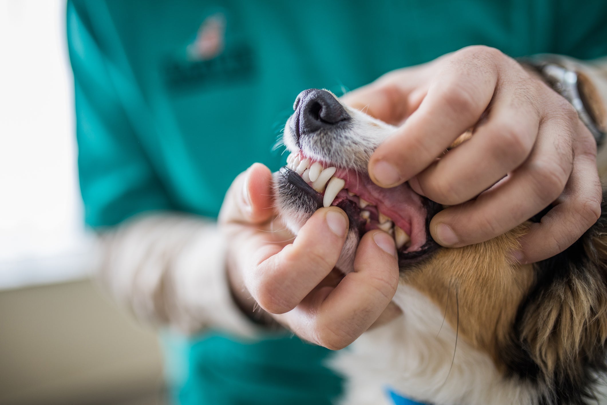 Esteja sempre atento nos dentes dos cachorros