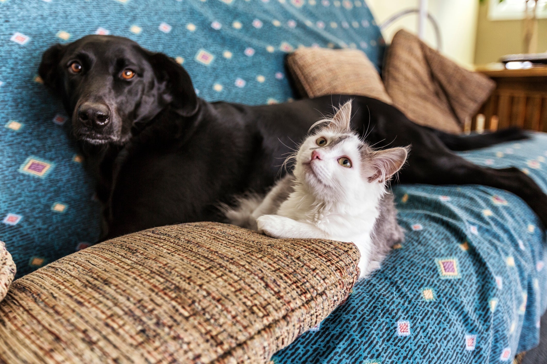Dia do vira-lata: cães e gatos sem raça são os mais abandonados e merecem a atenção da sociedade