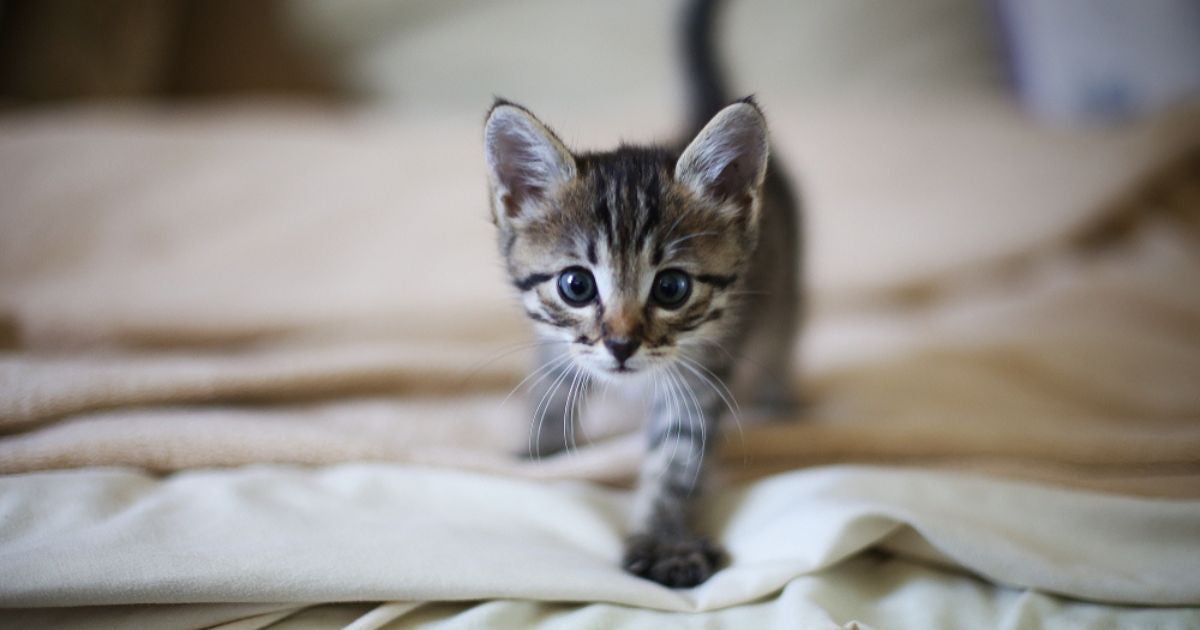 O que comprar para um gato filhote? Veja em infográfico como montar o "enxoval" do pet!