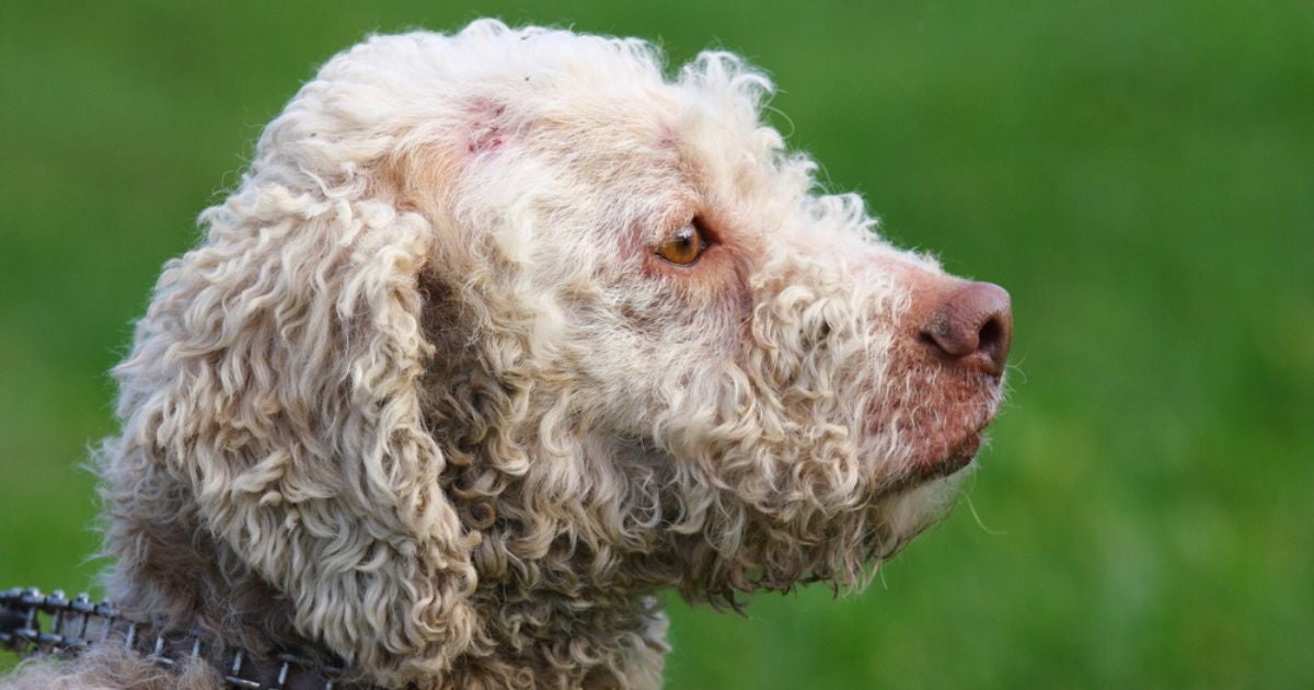 A esporotricose em cães não é comum, mas pode acontecer