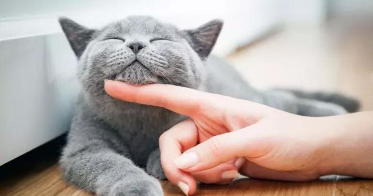 Saiba mais sobre a FIV e FeLV, doenças que atingem os gatos