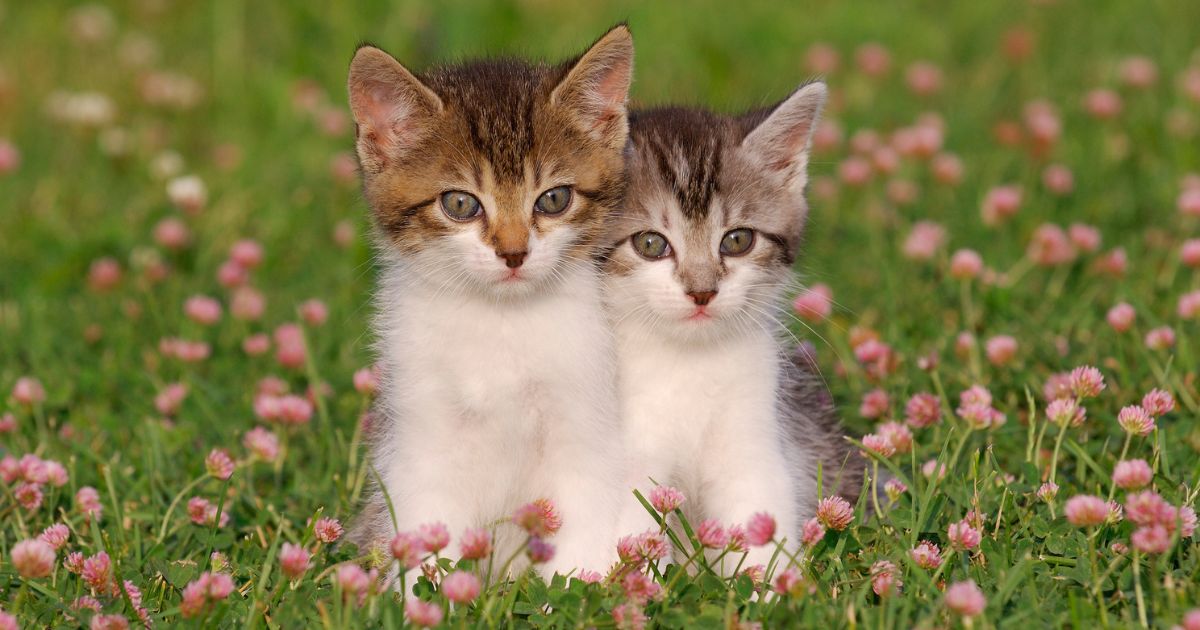 Uma foto de gato bem fofinha de filhote é capaz de melhorar seu dia e sua produtividade