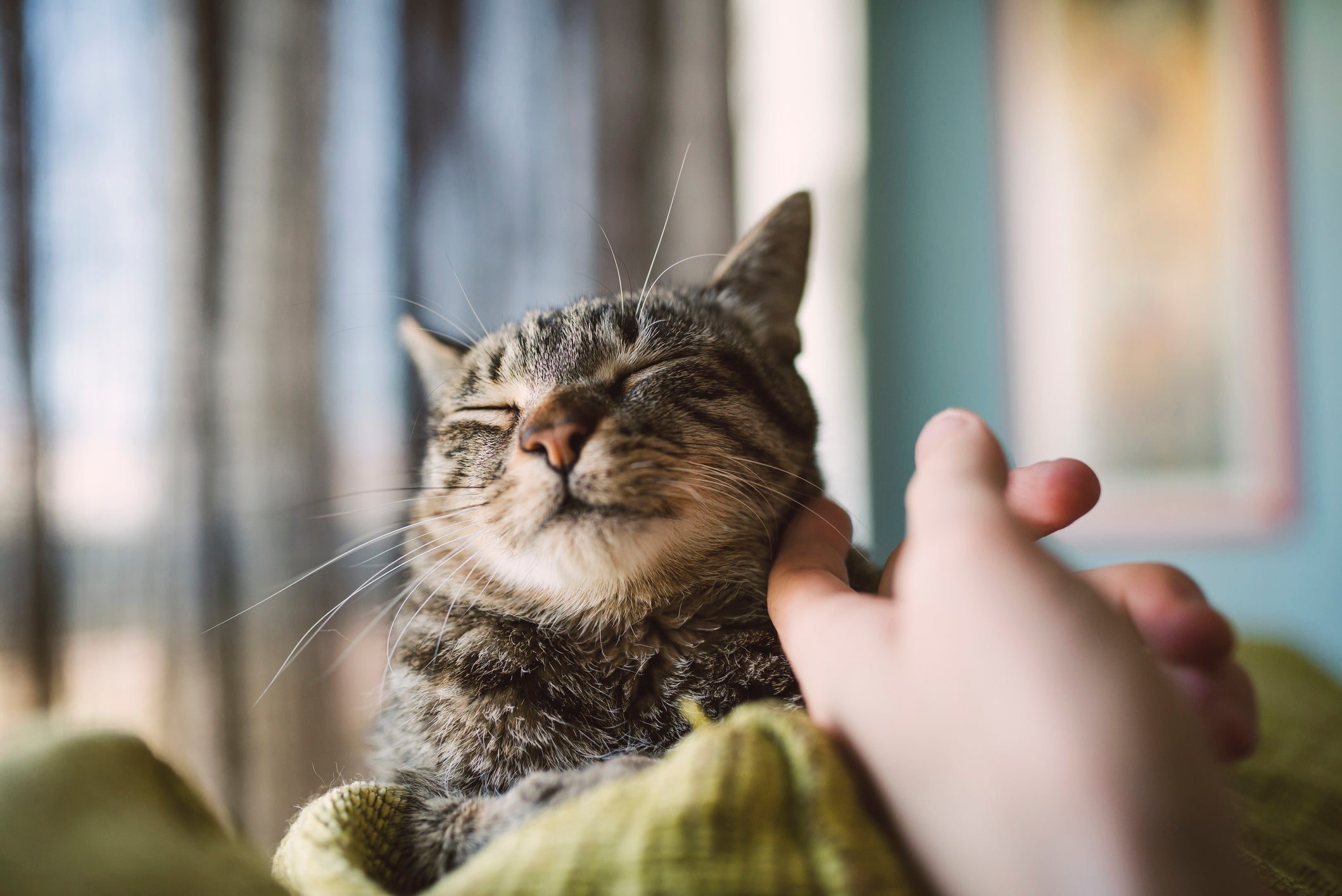 Adotar gato adulto requer paciência para ganhar a confiança dele
