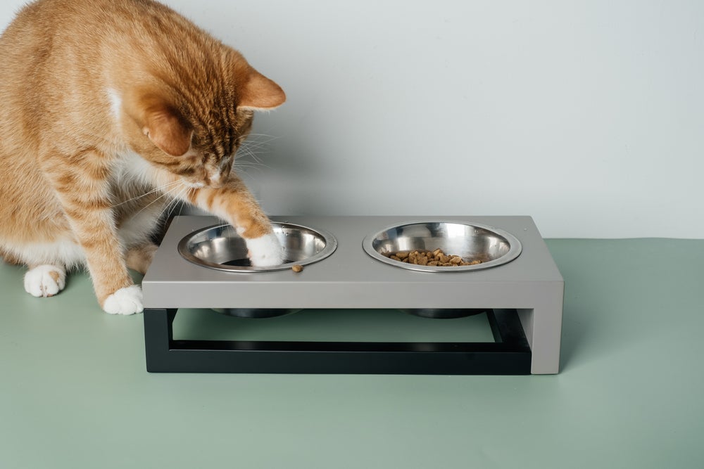 Gato tira ração do pote por instinto, preferência ou incômodo