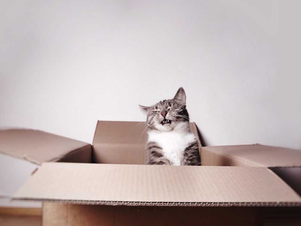 O gato espirrando é um dos principais sintomas de rinite felina