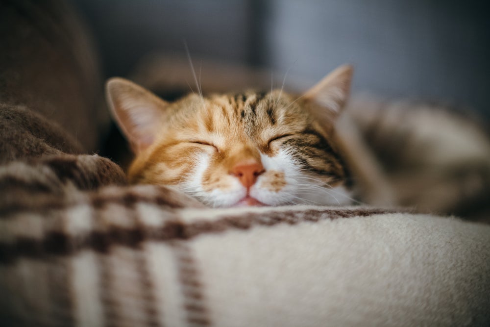 Gato gripado: confira infográfico com 5 dicas de como prevenir a gripe felina no inverno