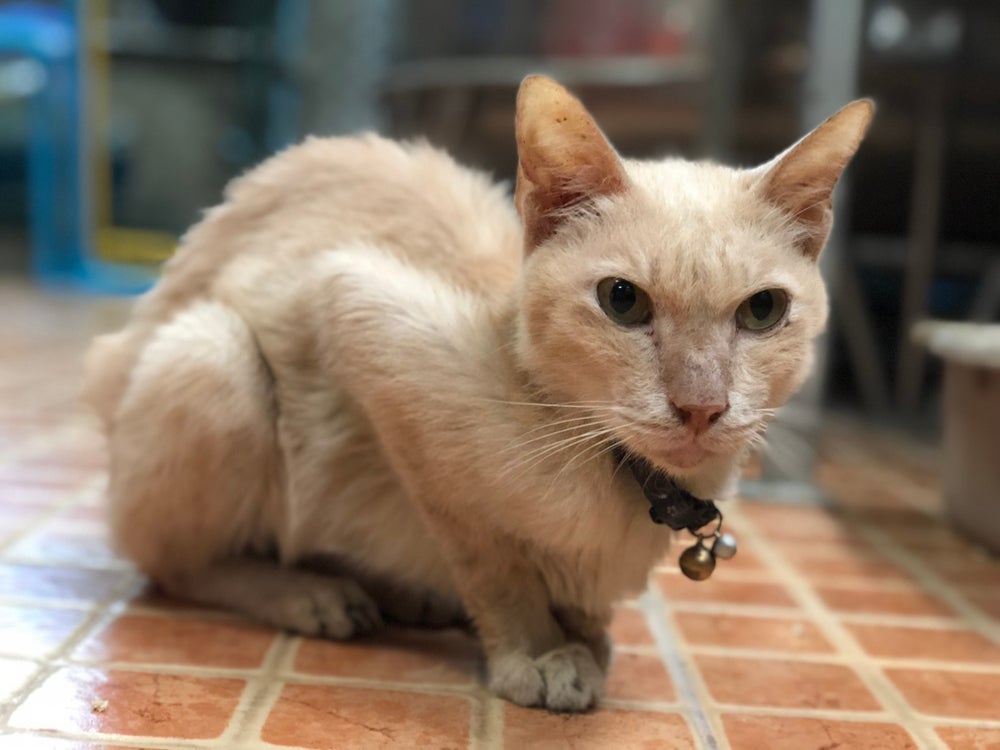 A situação "meu gato não engorda" pode preocupar o tutor, mas nem sempre se trata de doenças