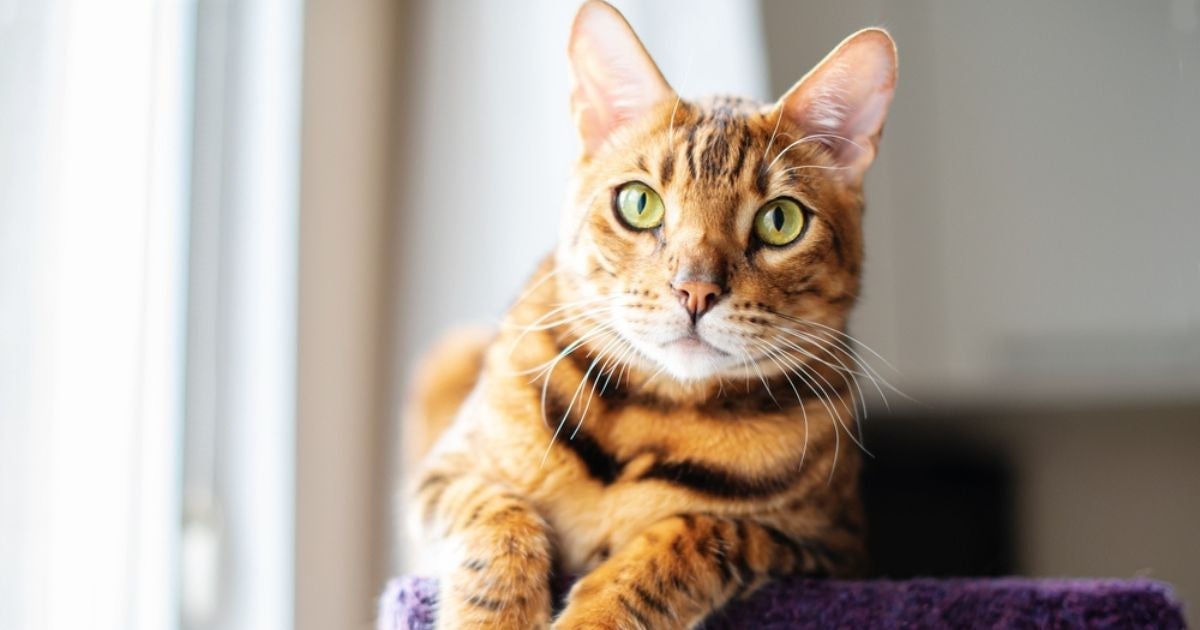 Procurando um gato que não solta pelo? Veja algumas raças que possuem essa característica