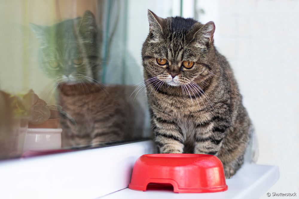 Gato triste olhando para pote vermelho
