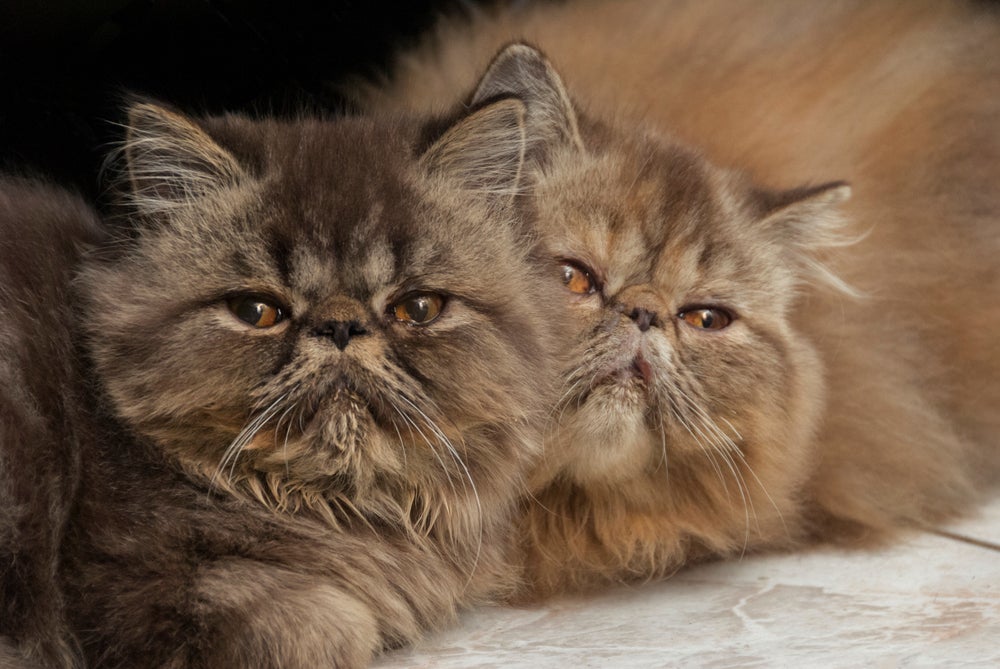 Algumas raças de gatos possuem a saúde mais frágil que outras