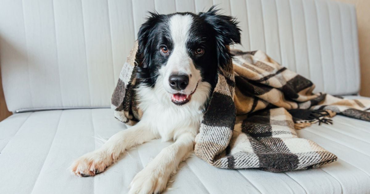 Como prevenir a gripe canina? Veja o infográfico com 6 dicas