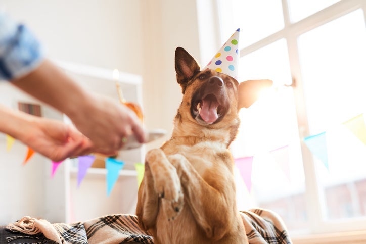 A humanização dos animais tem se tornado cada vez mais comum, mas quais os perigos e benefícios?