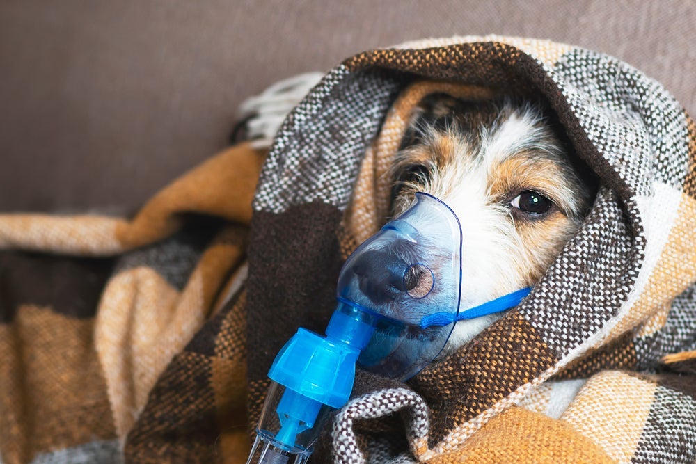 A inalação para cachorro é um procedimento menos invasivo
