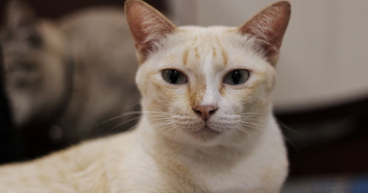 Meu gato não gosta de mim: infográfico mostra 8 sinais do desafeto felino