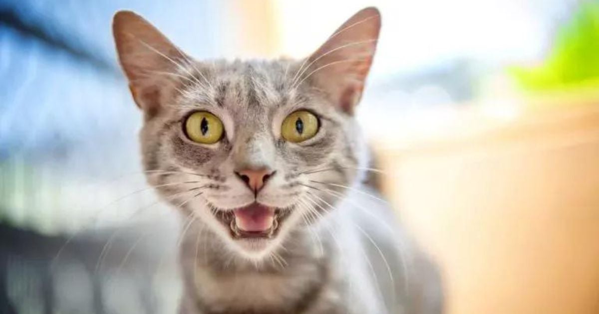 O miado de gato pode significar muita coisa, como felicidade, fome, raiva, tédio e até dor