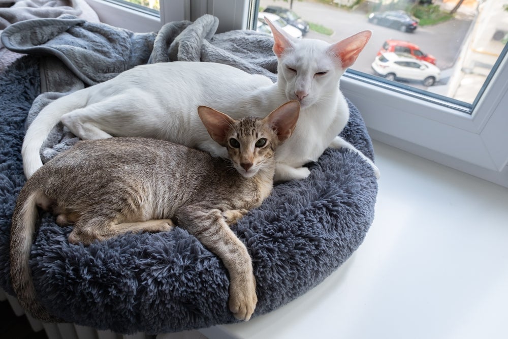 O Oriental Shorthair tem orelhas grandes e focinho longo