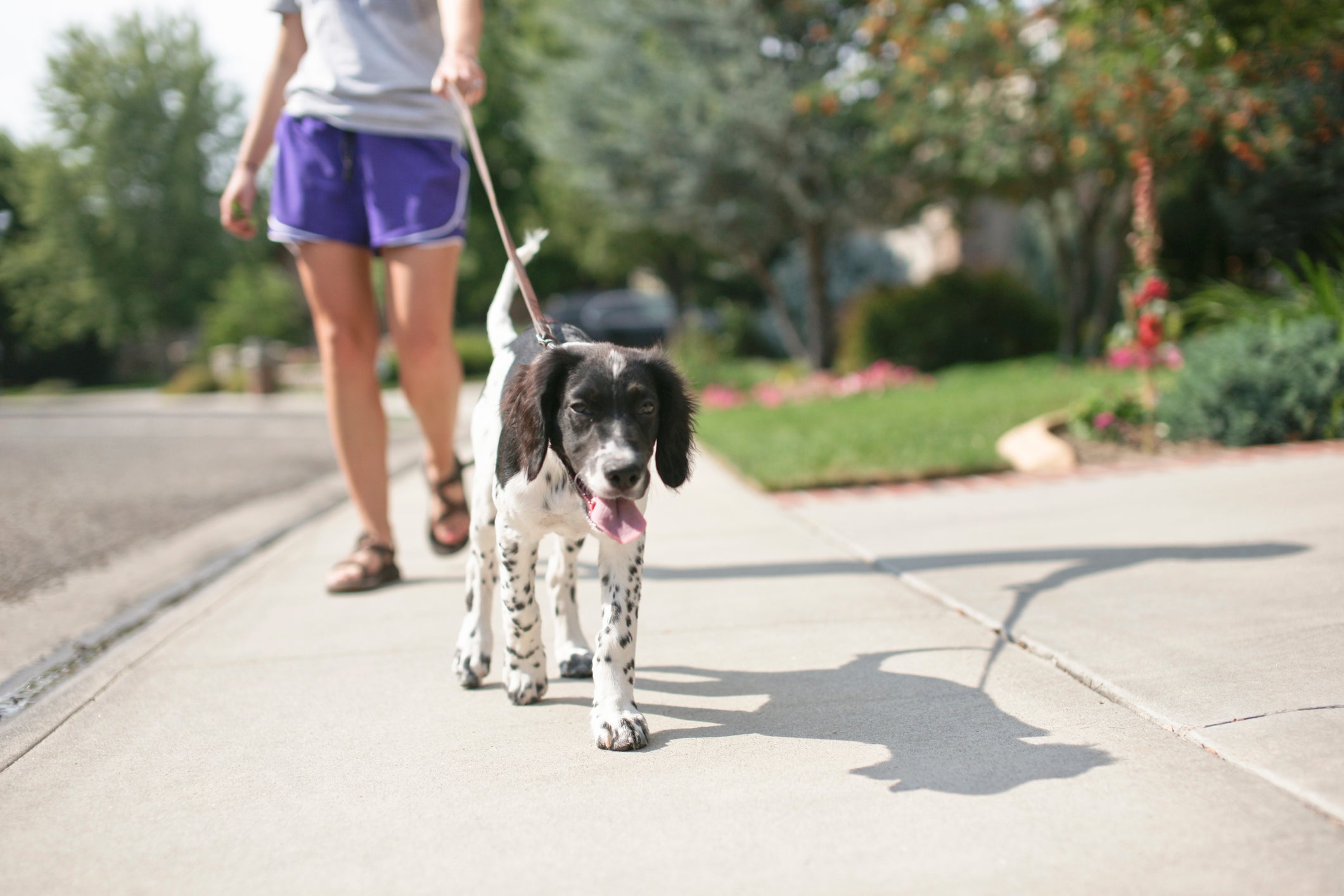 Passear com o cachorro é um cuidado importante para manter a saúde física e mental do pet