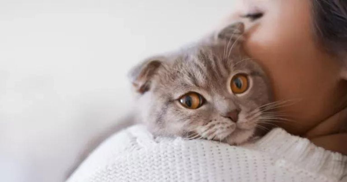 Os motivos do por que gato ronrona vão desde felicidade e conforto até estresse e fome