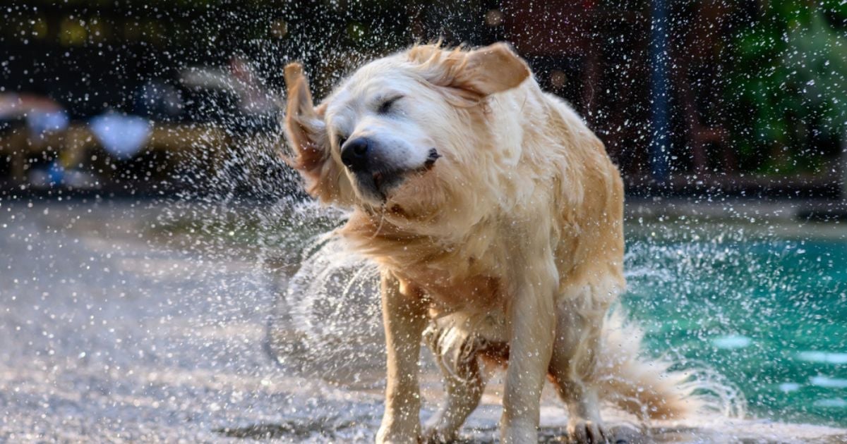 Não sabe por que os cachorros se sacodem? Veja uma lista com os principais motivos