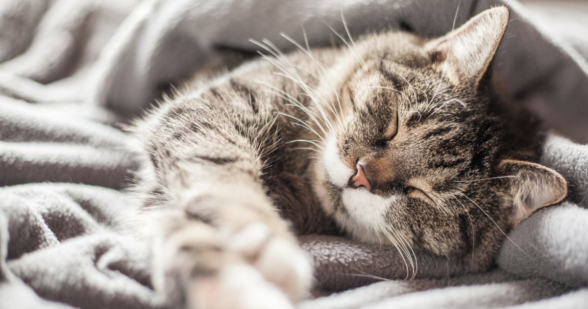 Afinal, quem tem rinite pode ter gato ou não? Descubra a resposta